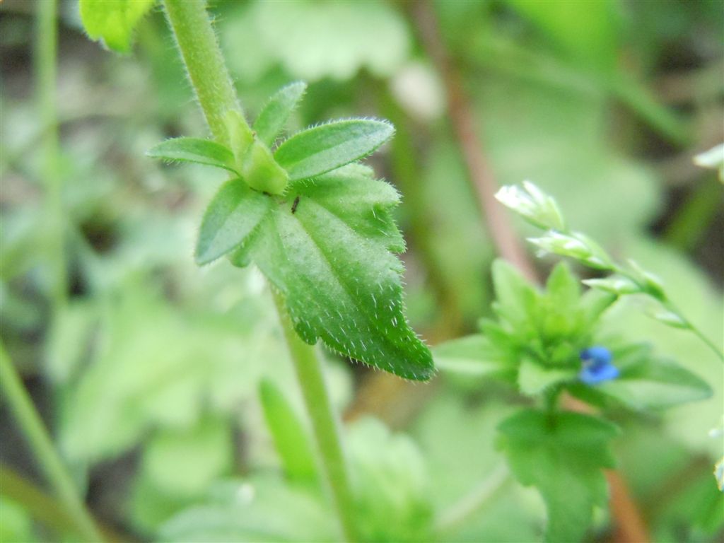 Veronica arvensis